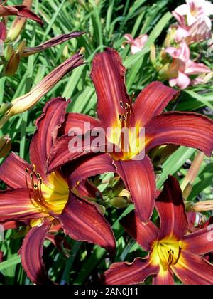 HEMEROCALLIS BESS ROSS Banque D'Images