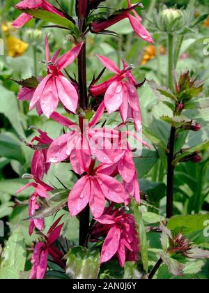 LOBELIA SPECIOSA FAN DEEP ROSE Banque D'Images