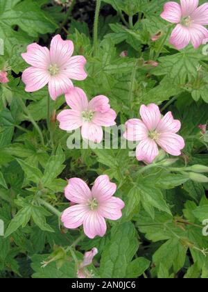 GERANIUM SANGUINEUM JOHN ELSLEY Banque D'Images