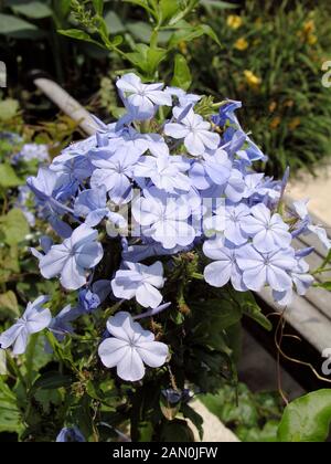 PLUMBAGO AURICULATA ROYAL CAPE Banque D'Images