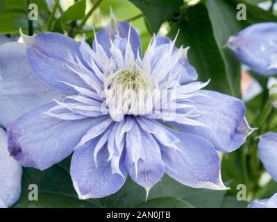 CLEMATIS BLUE LIGHT Banque D'Images