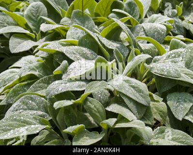 STACHYS BYZANTINA ''HELEN VON STEIN'' Banque D'Images