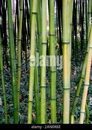 PHYLLOSTACHYS AUREOSULCATA gorge jaune (bambou) Banque D'Images