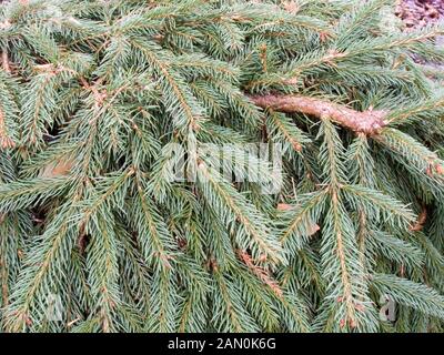 PICEA ABIES PENDULA FEUILLAGE CLOSE UP Banque D'Images