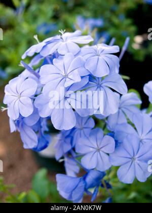 AURICULATA PLUMBAGO CAPENSIS (AGA) (CAP) LEADWORT Banque D'Images