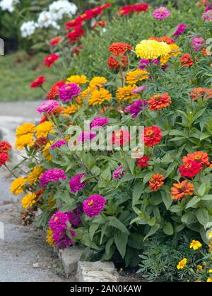 ZINNIA ELEGANS MIX Banque D'Images