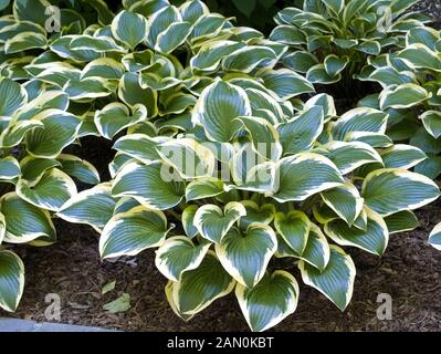 HOSTA 'QUEEN JOSEPHINE' Banque D'Images