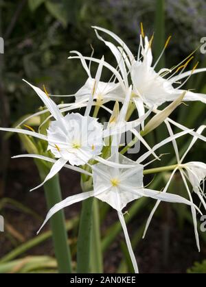 HYMENOCALLIS OCCIDENTALIS (SPIDER LILY) Banque D'Images