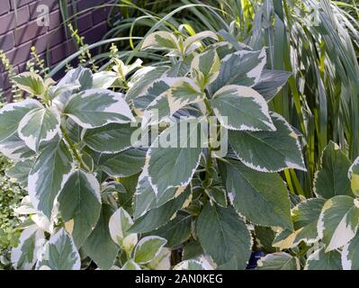 HYDRANGEA MACROPHYLLA ''LEMON WAVE'' Banque D'Images