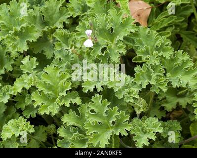 PELARGONIUM ODORATISSIMUM SENTEUR ''APPLE'' (GÉRANIUM) Banque D'Images