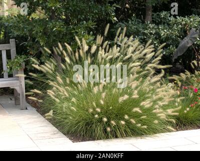 PENNISETUM ALOPECUROIDES 'HAMELN' Banque D'Images