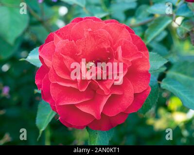 ROSA ''LAST TANGO'' Banque D'Images