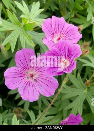 GERANIUM ''TINY MONSTER'' Banque D'Images