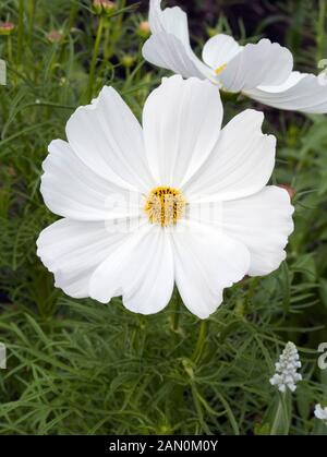 COSMOS Bipinnatus Sonata 'white'' Banque D'Images