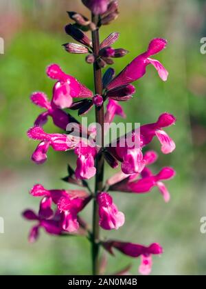 SALVIA INVOLUCRATA ''MULBERRY JAM'' Banque D'Images