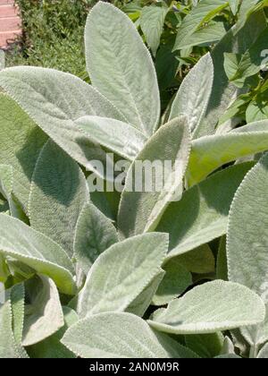 STACHYS BYZANTINA (AGNEAUX OREILLES) Banque D'Images