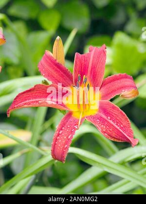 HEMEROCALLIS BESS ROSS Banque D'Images