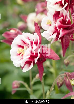 AQUILEGIA VULGARIS WINKY DOUBLE ROUGE BLANC Banque D'Images