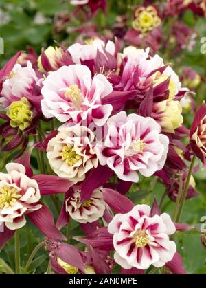 AQUILEGIA VULGARIS WINKY DOUBLE ROUGE BLANC Banque D'Images