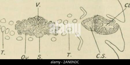 Les annales et le magazine d'histoire naturelle : zoologie, botanique et géologie . 89oo ^ ofo Tetrabothrius intrepidits; section horizontale tlirou;,li un segment mature. Ci., cloaca génitale; C.5., cirrus-sac ; E., canal excrétoire longitudinal; Or., ovaire; T., T., tt-.^tes; K, glande jaune. Peu vers le côté des pores. Dans les segments gravides, les uterusformes un sac irrégulier. Des vaisseaux excrétoires dorsaux et ventraux sont présents, le butThere semble ne pas être de vaisseaux transversaux. La longlongitudininalmusculature est développée avec force, composée de plus de 33* 504 M. H. A. Bay lis sur cinquante faisceaux de stout dorsalement an Banque D'Images