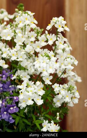 NEMESIA FOETANS BLANC Poésie Banque D'Images