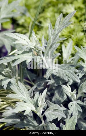 ARTEMISIA LUDOVICIANA SILVER KING Banque D'Images