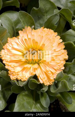 CALENDULA OFFICINALIS BON BON ABRICOT Banque D'Images