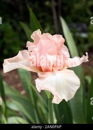 IRIS GERMANICA Beverly Sills Banque D'Images