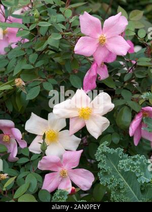 ROSA x ODORATA 'MUTABILIS' Banque D'Images