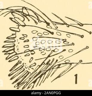 Smithsonian diverses collections . ral longueur des descriptions est la distance de ligne droite entre les extrémités des mandibles fermés et le point où la surface supérieure de la tribune rencontre la partie globularbasale de la tête. Les termes antérieur, postérieur, dorsal, andventral, appliqués aux surfaces et aux bords des segments de jambe, indiquent les positions relatives qui seraient prises en compte par ces surfacessi la jambe était étendue en ligne horizontale droite à des angles droits par rapport à l'axe longitudinal du corps. Clé DES SOUS-GENRES de PANSCOPUS I. Mentum avec une seule ponction sétigereuse e Banque D'Images