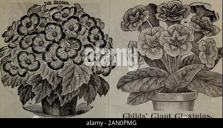 Catalogue de combinaison de Childs pour 1910 : graines de fleurs semences de légumes ampoules d'été bulbes et plantes maison plantes arbustes nouveaux fruits et néerlandais ou bulbes complets . et ligne. Peculinr Shade ot saumon-rouge.du fer—rose Exquis. Comme un Chrysanthemum japonais.Greens White—très grand et double. Blanc,Paul Kruger—pétales de bordeaux larges et simples, avec une rangée intérieure de pétales blancs. Parfaitement fin.Progéniteur—scarlet Intense, profond et velveté.Sylvia—Belle lavande.Serpentina—rose violette Profonde.Sunray—Sublime jaune citron.Transvaal—Maroon de velveté sombre riche.Thuringe—saumon brillant.Victor Seheffel—Bright Banque D'Images