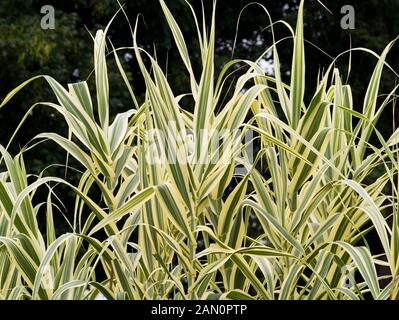 ARUNDO DONAX VARIEGATA Banque D'Images