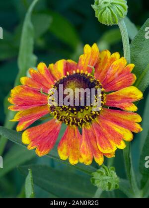 HELENIUM MARDI GRAS Banque D'Images