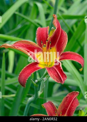 HEMEROCALLIS BESS ROSS Banque D'Images