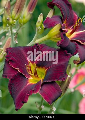 HEMEROCALLIS ED MURRAY Banque D'Images