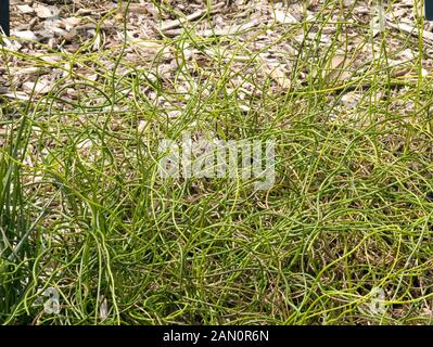 Le Juncus effusus 'Spiralis'' 'TIRE-BOUCHON (RUSH) Banque D'Images