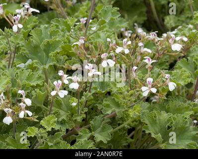 PELARGONIUM ODORATISSIMUM APPLE Banque D'Images