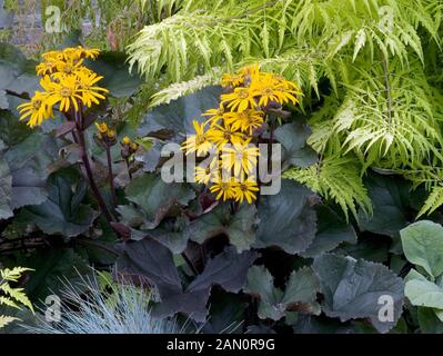 Ligulaire DENTATA BRITT MARIE CRAWFORD Banque D'Images