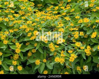 MELAMPODIUM PALUDOSUM SHOWSTAR Banque D'Images