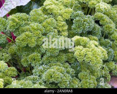 PETROSELINUM CRISPUM MOSS gondolé Banque D'Images