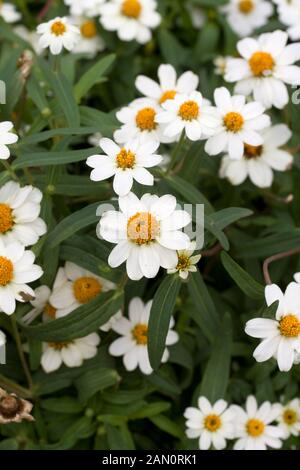 ZINNIA LINEARIS 'CRYSTAL WHITE' Banque D'Images