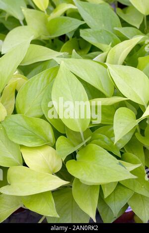 EPIPREMNUM AUREUM 'Neon' Pothos Banque D'Images