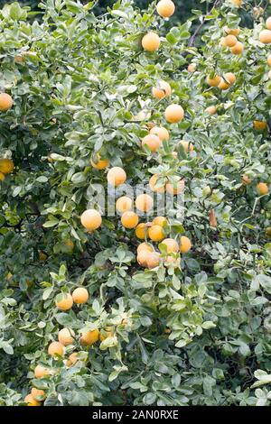 PONCIRUS TRIFOLIATA 'Flying Dragon' Banque D'Images