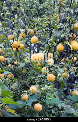 PONCIRUS TRIFOLIATA 'Flying Dragon' Banque D'Images