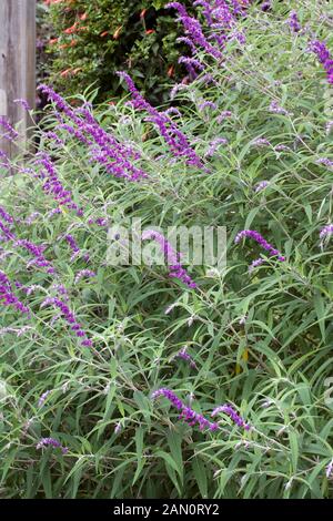 SALVIA LEUCANTHA 'Midnight' Banque D'Images