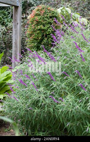 SALVIA LEUCANTHA 'Midnight' Banque D'Images