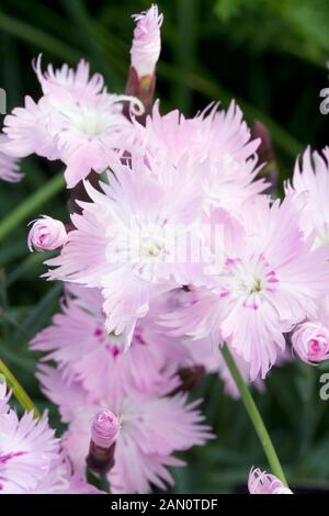 DIANTHUS GRATIANOPOLITANUS ROSE DU BAIN Banque D'Images