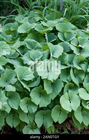 TWINLEAF JEFFERSONIA DIPHYLLA-AMÉRICAIN Banque D'Images