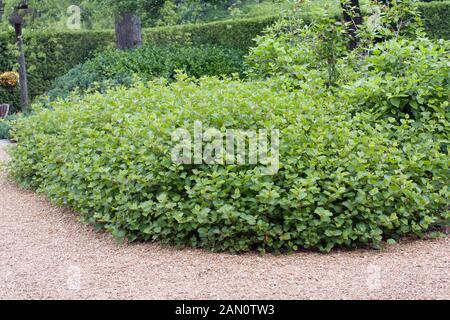 RHUS AROMATICA GRO FAIBLE Banque D'Images