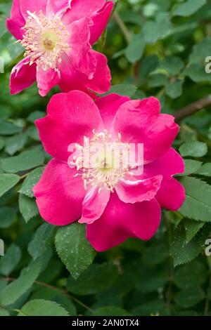 ROSA WILLIAM LOBB Banque D'Images